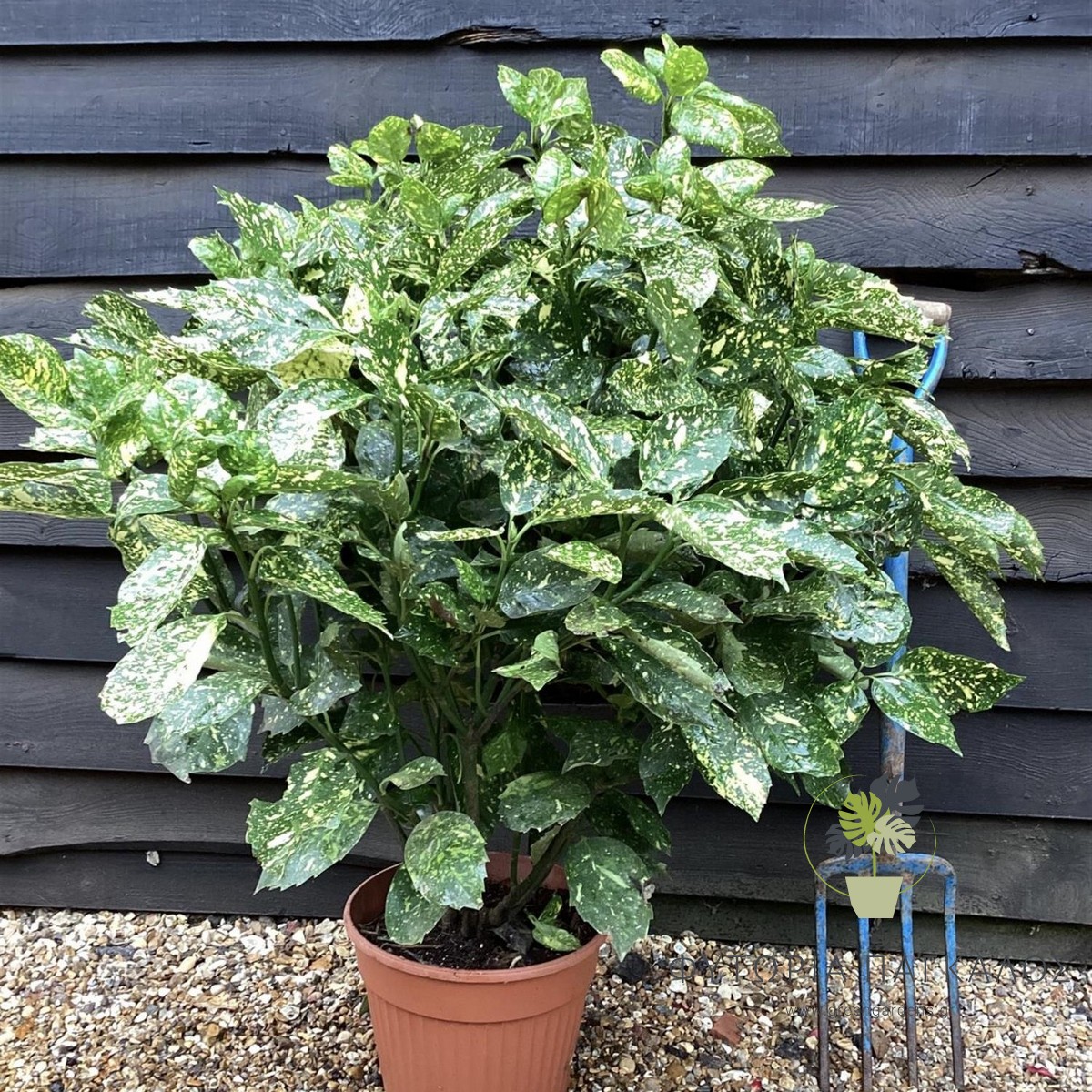 🍃 ΑΟΥΚΟΥΜΠΑ – Aucuba sp - 2